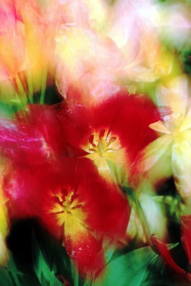 Print of Abstract Garden Photography by Richard Latoff