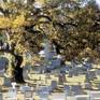 Collection Arlington National Cemetery