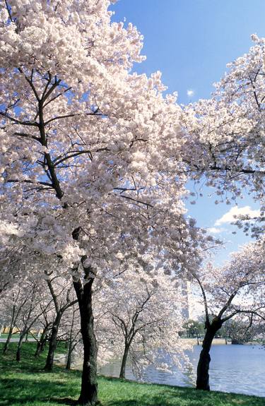 Cherry Blossoms Small Stand of Trees - Limited Edition 1 of 50 thumb