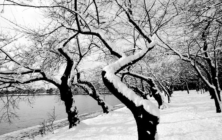 Cherry Blossom Trees In Winter Snow 1 Limited Edition 1 Of 50 Photography By Richard Latoff Saatchi Art