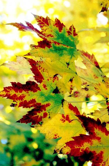 Print of Documentary Nature Photography by Richard Latoff