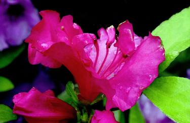 Print of Documentary Garden Photography by Richard Latoff