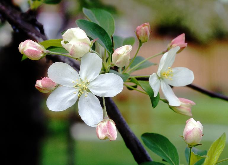 Crab Apple Blossom Detail 1 Limited Edition 1 Of 50 Photography By Richard Latoff Saatchi Art