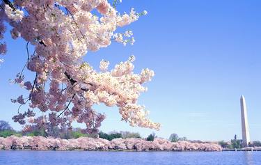 Print of Documentary Floral Photography by Richard Latoff