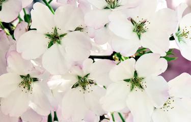 Print of Documentary Floral Photography by Richard Latoff