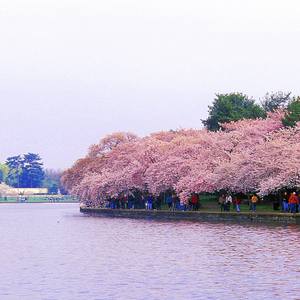 Collection The Jefferson Memorial