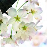 Collection The Cherry Blossoms