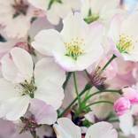 Collection The Cherry Blossoms