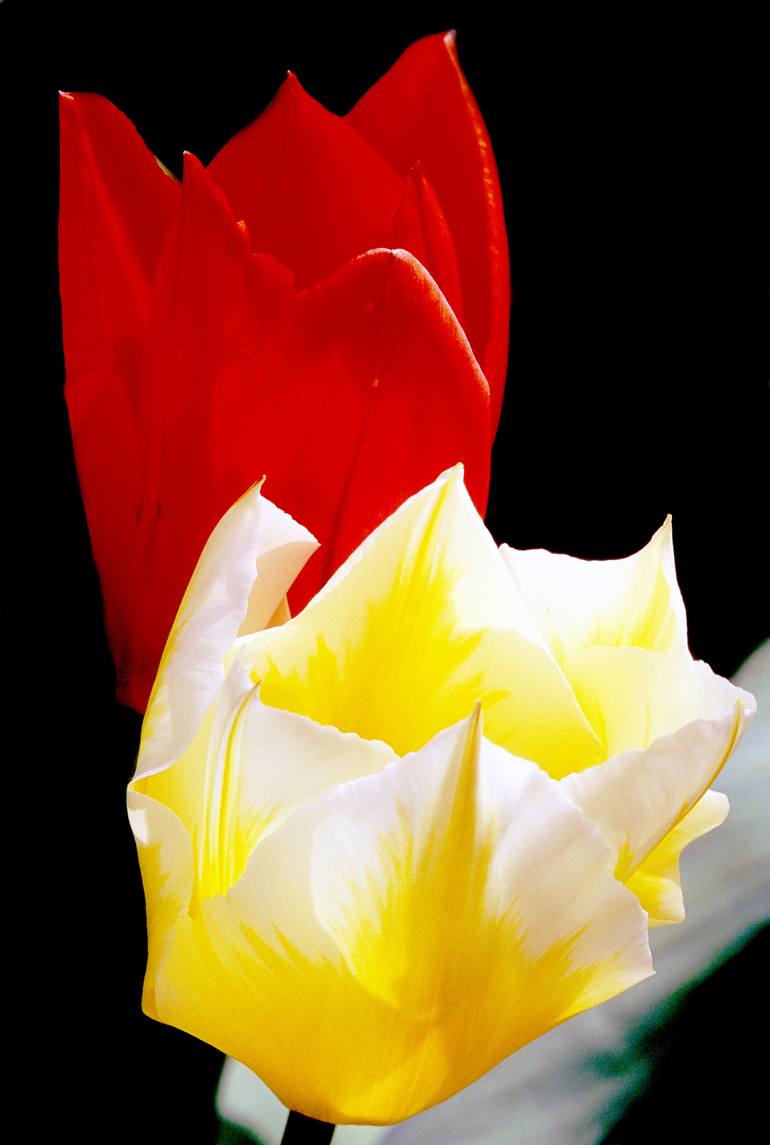 Original Floral Photography by Richard Latoff | Documentary Art on Canvas | A Fine Pair of Tulips Yellow & Red - Limited Edition 1 of 50