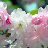 Collection The Cherry Blossoms