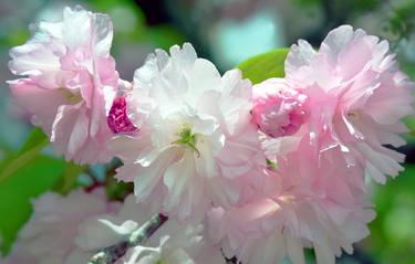 Print of Documentary Floral Photography by Richard Latoff