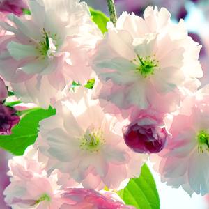 Collection The Cherry Blossoms