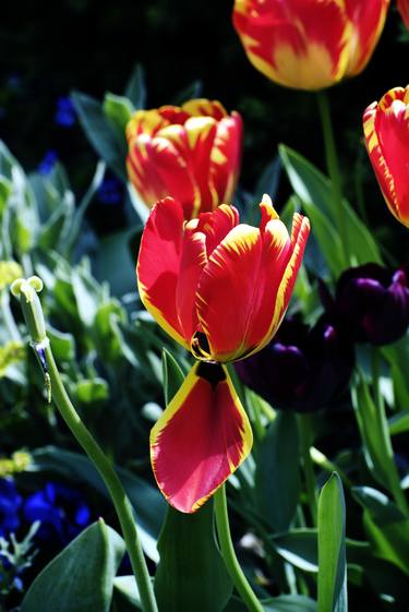 Print of Documentary Floral Photography by Richard Latoff