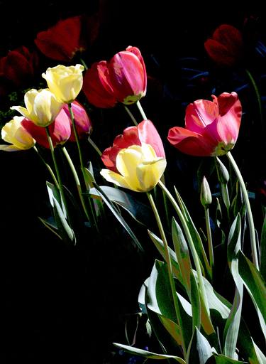 Original Fine Art Floral Photography by Richard Latoff
