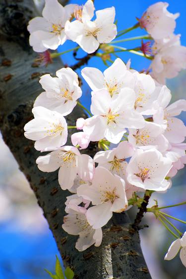 Original Documentary Floral Photography by Richard Latoff