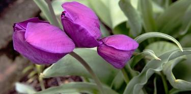 Print of Documentary Floral Photography by Richard Latoff