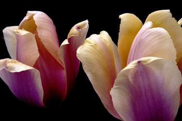 Original Documentary Floral Photography by Richard Latoff