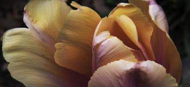 Original Documentary Floral Photography by Richard Latoff