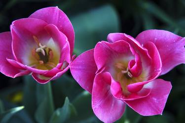 Print of Documentary Floral Photography by Richard Latoff