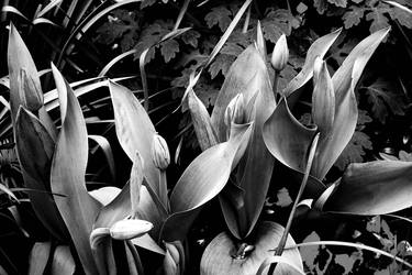 Tulips 1BW  4 12 2020 - Limited Edition of 50 thumb