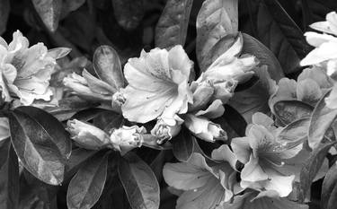 Azaleas 5 BW   4 20 2020 thumb