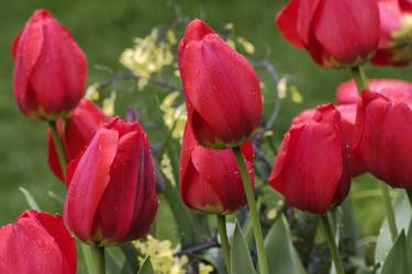 Print of Documentary Floral Photography by Richard Latoff