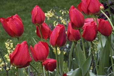 Print of Documentary Floral Photography by Richard Latoff