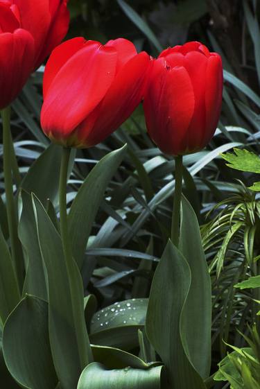 Print of Garden Photography by Richard Latoff