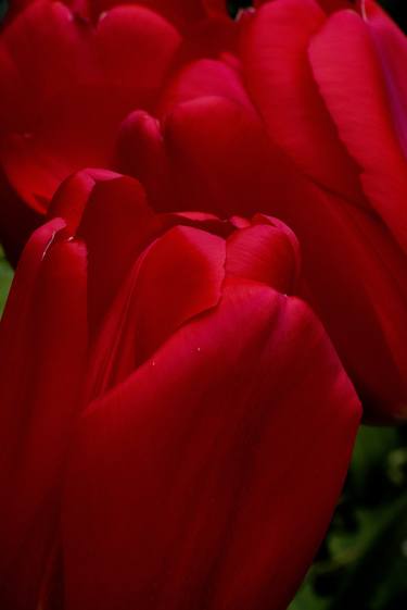 Print of Documentary Garden Photography by Richard Latoff