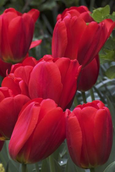 Print of Documentary Garden Photography by Richard Latoff