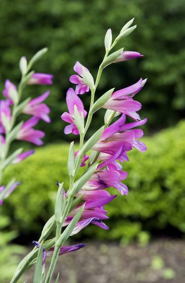 Print of Documentary Garden Photography by Richard Latoff