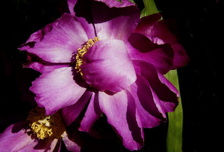 Original Floral Photography by Richard Latoff | Expressionism Art on Canvas | Peony 10 5 13 2020 - Limited Edition of 50