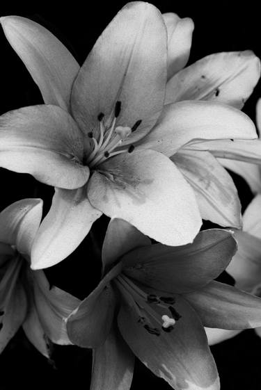 Lily 1 B & W 6 10 2020 - Limited Edition of 50 thumb