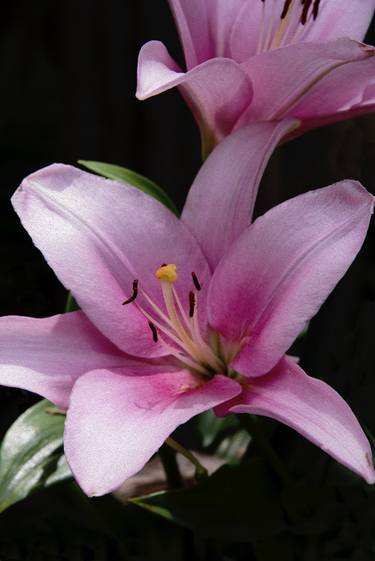 Lily Pink 1op  6 15 2020 - Limited Edition of 50 thumb