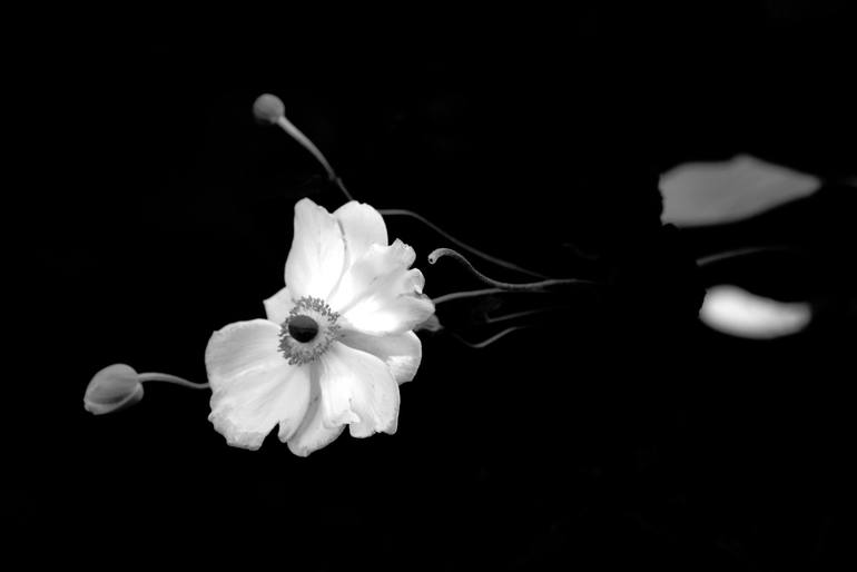 Original Floral Photography by Richard Latoff | Impressionism Art on Canvas | Flower B & W 1v2 10 10 20 - Limited Edition of 50