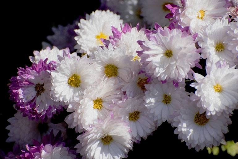 Original Floral Photography by Richard Latoff | Impressionism Art on Canvas | Chrysanthemum White 1 11 10 2020 - Limited Edition of 50