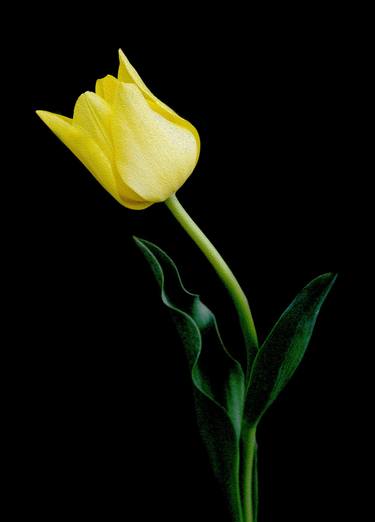Single Yellow Tulip 2021 - Limited Edition of 50 thumb