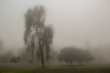 Tall tree in the fog thumb