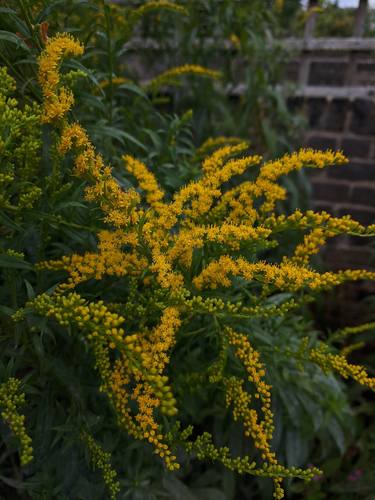 Pollen thumb