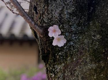 Cherry blossoms thumb