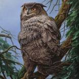 Bubo by Сергей Кузьмин