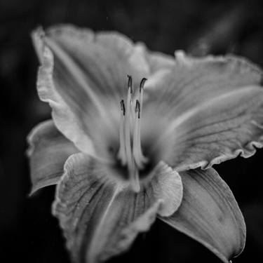 Print of Documentary Floral Photography by John Wallace