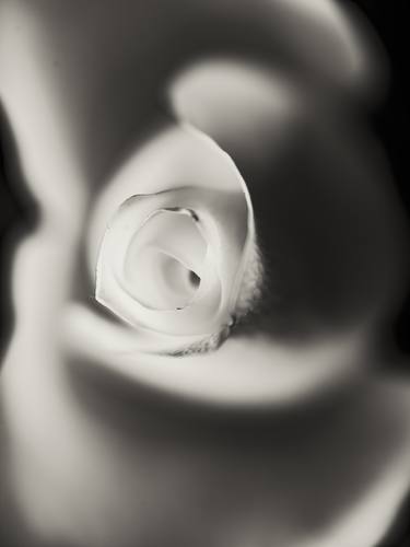 Print of Floral Photography by John Wallace