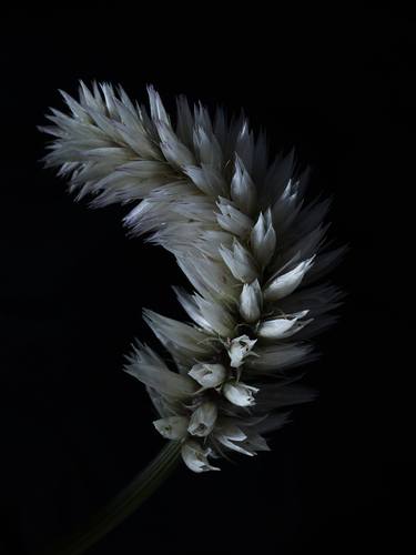 Print of Documentary Floral Photography by John Wallace