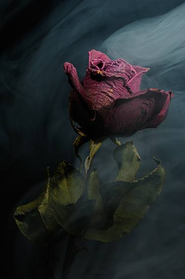 Spirit of a Dying Rose thumb