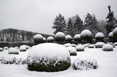 Boxwood under snow (France). thumb