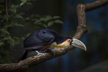 Tucano bico verde (Bird exotic Brazil) thumb