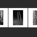 Triptic - Flowers by Loredana Denicola
