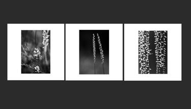 Original Black & White Garden Photography by Loredana Denicola