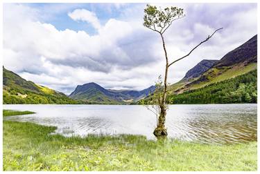The 'Lonely Tree' Buttermere - English Lake District - PRINT ONLY thumb